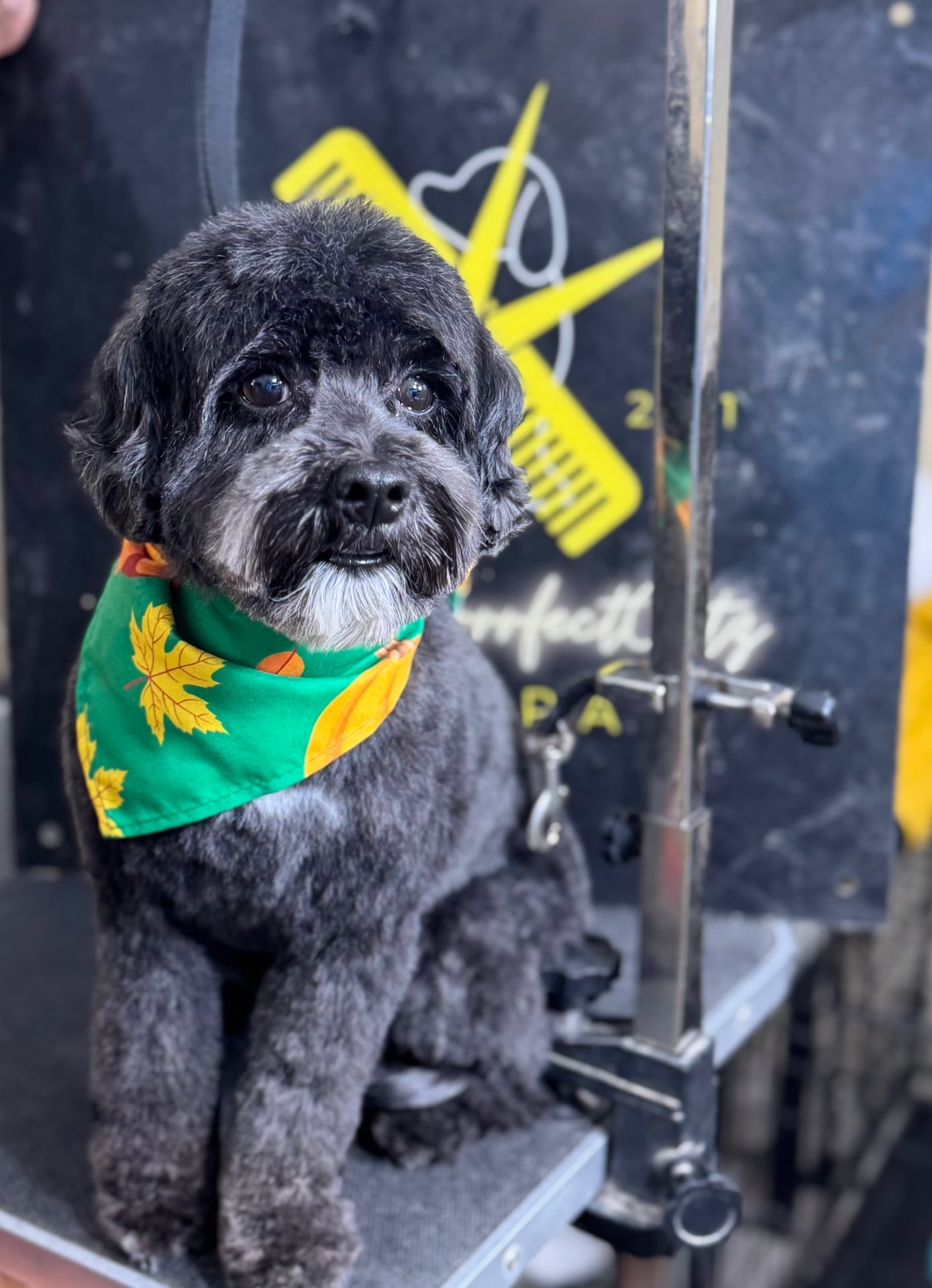 Groomed dog