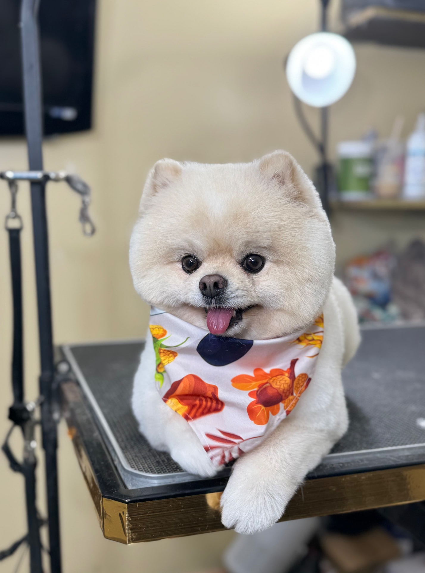 Freshly groomed cream dog wearing a floral bandanna on the grooming table